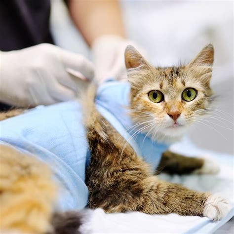 How to Can I Get My Cat Fixed for Free the Right Way?