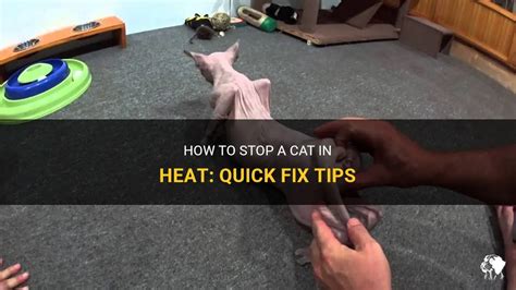 How to Can You Fix A Cat in Heat the Right Way?