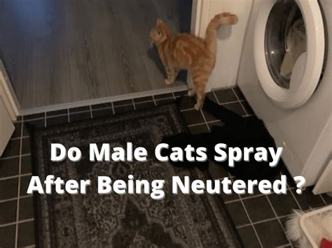 How to Do Cats Still Spray After Being Fixed the Right Way?
