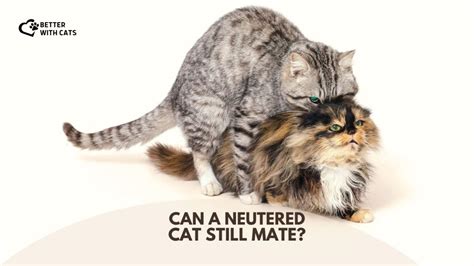 How to Do Fixed Cats Still Mate the Right Way?