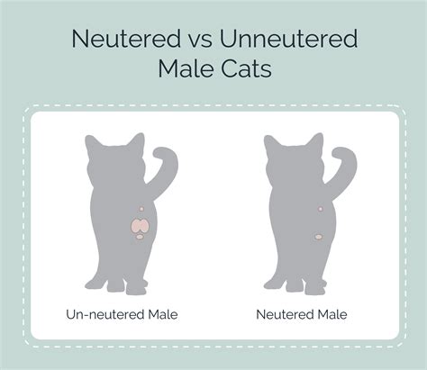 How to Getting A Male Cat Fixed the Right Way?