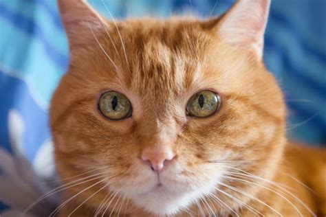 How to Getting Your Cat Fixed the Right Way?