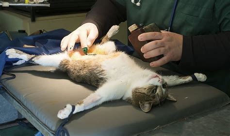 How to How Much Does It Cost to Fix A Female Cat the Right Way?