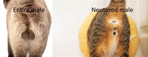 How to How Much to Fix A Male Cat the Right Way?