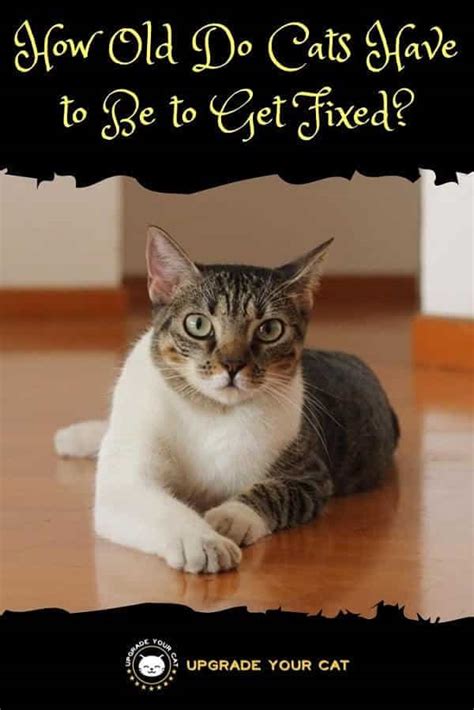 How to How Old Can Cats Be to Get Fixed the Right Way?