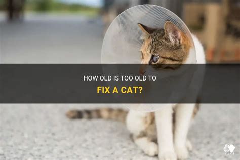 How to How Old to Fix A Cat the Right Way?