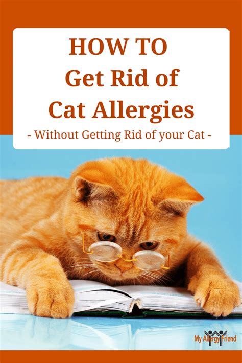 How to How to Fix Cat Allergies the Right Way?