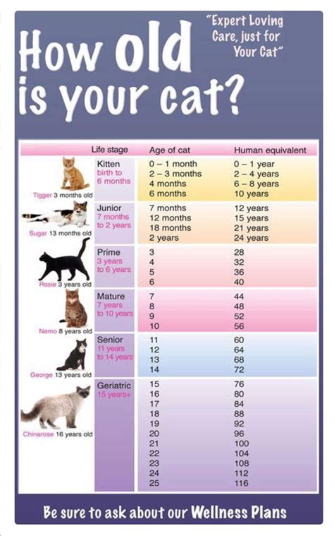 How to What Age Can Cats Get Fixed the Right Way?