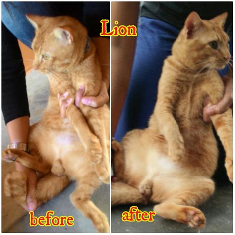 How to When Should A Cat Get Fixed the Right Way?