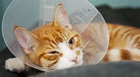 How to When to Get Cats Fixed the Right Way?