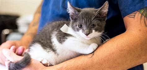 How to Where to Get A Cat Fixed Near Me the Right Way?