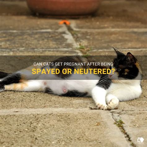 Is It Worth It to Can A Cat Be Fixed While Pregnant?