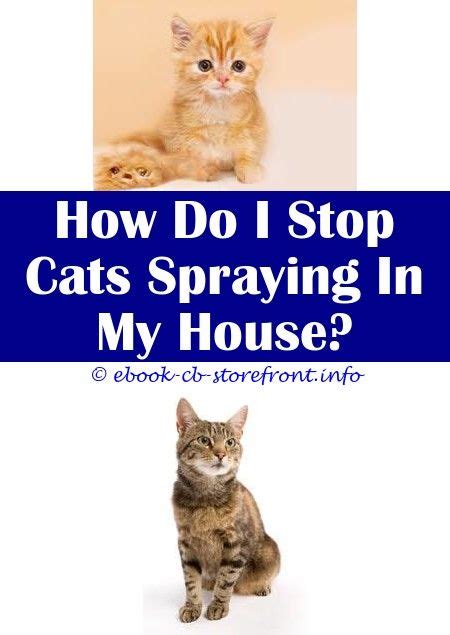 Is It Worth It to Can A Female Cat Spray After Being Fixed?