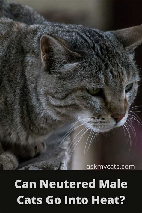Is It Worth It to Can Fixed Cats Go in Heat?