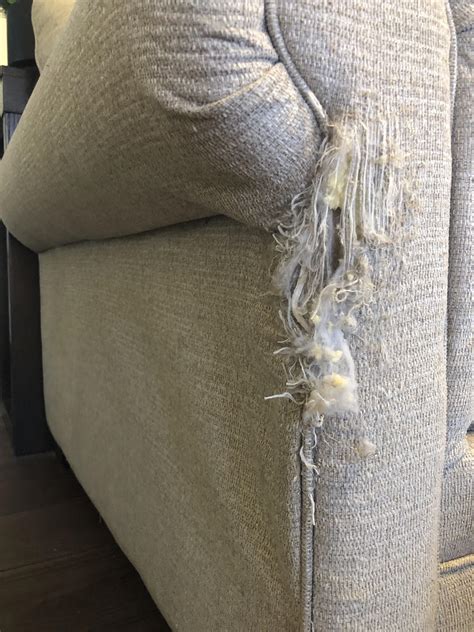 Is It Worth It to Fix Cat Scratches on Couch?