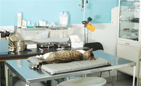Is It Worth It to How Much Is It to Get A Male Cat Fixed?