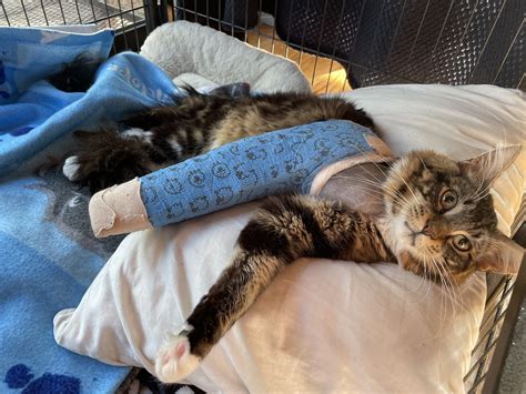 Is It Worth It to How to Fix A Cats Dislocated Hip at Home?