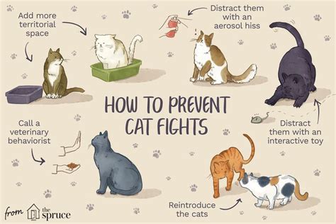 Is It Worth It to How to Fix Territorial Aggression in Cats?