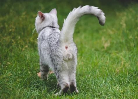 Is It Worth It to How to Tell If A Male Cat Is Fixed?