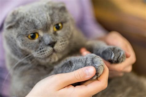 Is It Worth It to When Can A Cat Get Fixed?