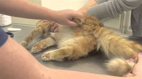 What Are the Costs to Can A Cat Still Spray After Being Fixed?