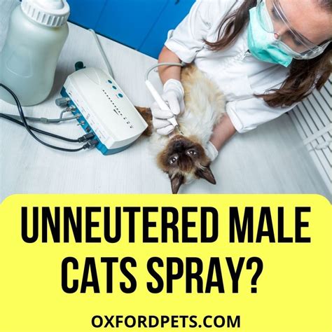 What Are the Costs to Can A Fixed Male Cat Spray?