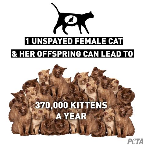 What Are the Costs to Cat Fixed for Free?