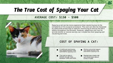What Are the Costs to Cheap Places to Get Cats Fixed?