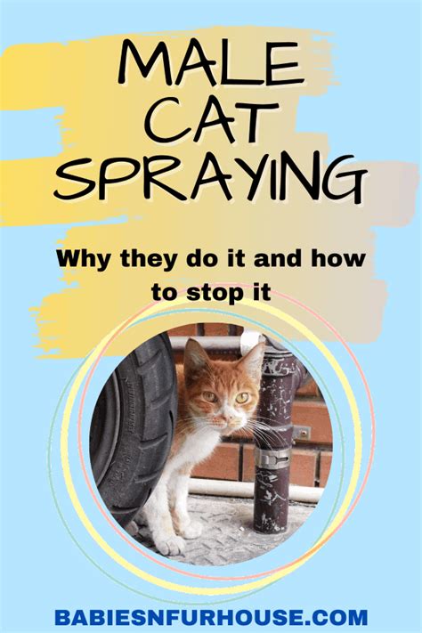 What Are the Costs to Do Cats Spray If They Are Fixed?