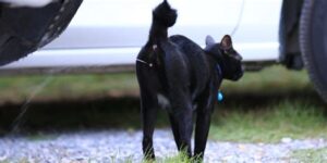 What Are the Costs to Do Female Cats That Are Fixed Spray?