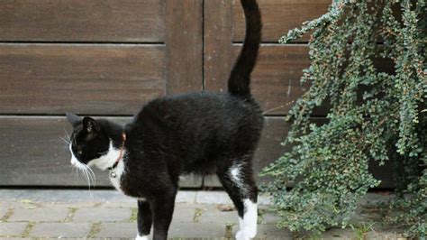 What Are the Costs to Do Male Cats Still Spray After Being Fixed?