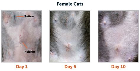 What Are the Costs to How Can You Tell If A Female Cat Is Fixed?