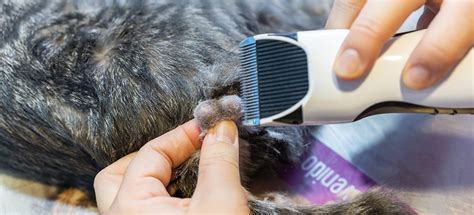 What Are the Costs to How Do They Fix A Male Cat?