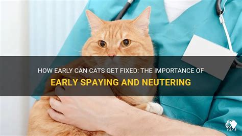 What Are the Costs to How Soon Can Cats Be Fixed?