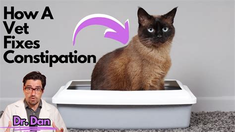 What Are the Costs to How to Fix Cat Constipation?