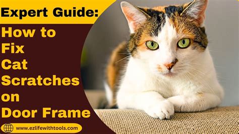 What Are the Costs to How to Fix Cat Scratches on Door Frame?