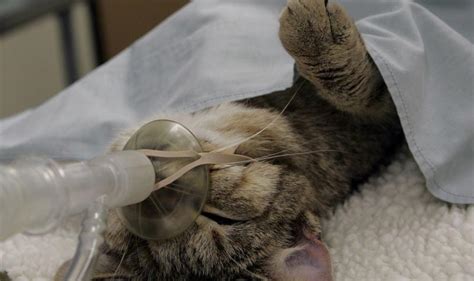 What Experts Say About Can Fixed Female Cats Spray