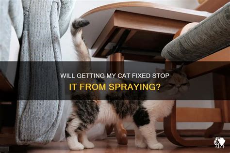 What Experts Say About Do Cats Stop Spraying After Getting Fixed