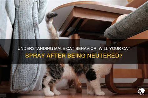 What Experts Say About Does A Cat Spray After Being Fixed