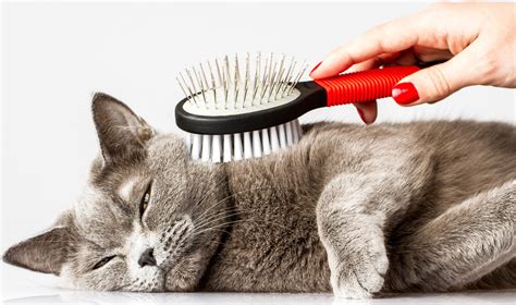 What Experts Say About Fix Cats Near Me