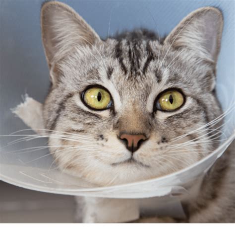 What Experts Say About Getting Cats Fixed Near Me