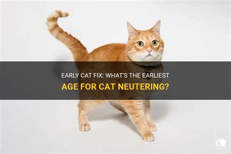 What Experts Say About How Early Can You Fix A Cat