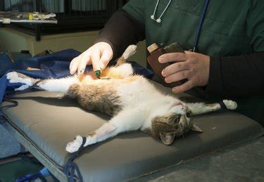 What Experts Say About How Much Does It Cost to Get Male Cat Fixed