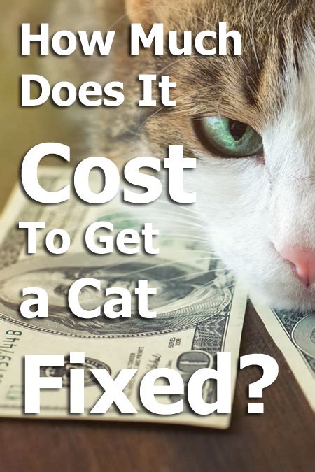 What Experts Say About How Much Does It Cost to Have A Cat Fixed