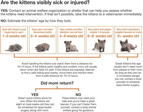What Experts Say About How Old Do Cats Have to Be to Be Fixed