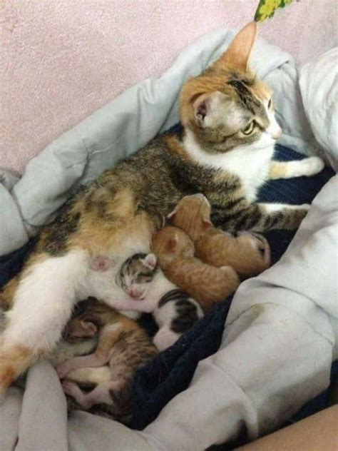 What Experts Say About How Soon Can A Cat Be Fixed After Having Kittens