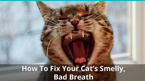 What Experts Say About How to Fix Bad Cat Breath