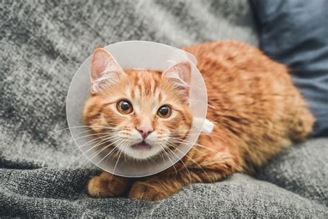What Experts Say About How to Tell If A Cat Is Fixed