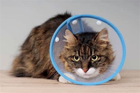 What Experts Say About Places to Get Cats Fixed