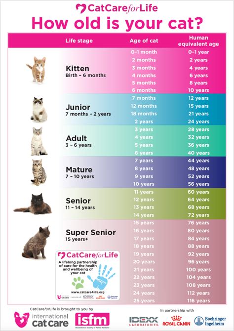 What Experts Say About What Age Do Cats Get Fixed